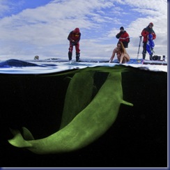 beluga