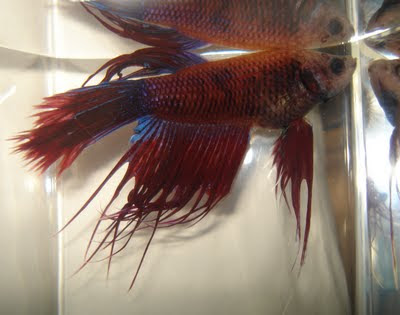 crowntail betta