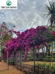 Bougainvillea glabra 'Primavera' - Plant Finder