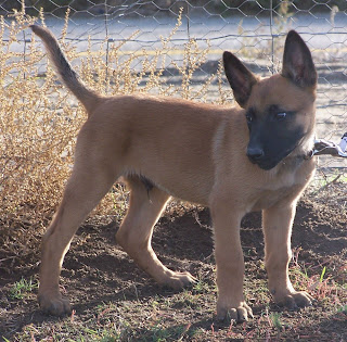 Belgian Malinois Cute Puppy Picture