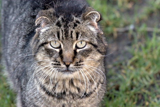 Punk tom cat wonders about life