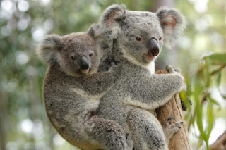 koala