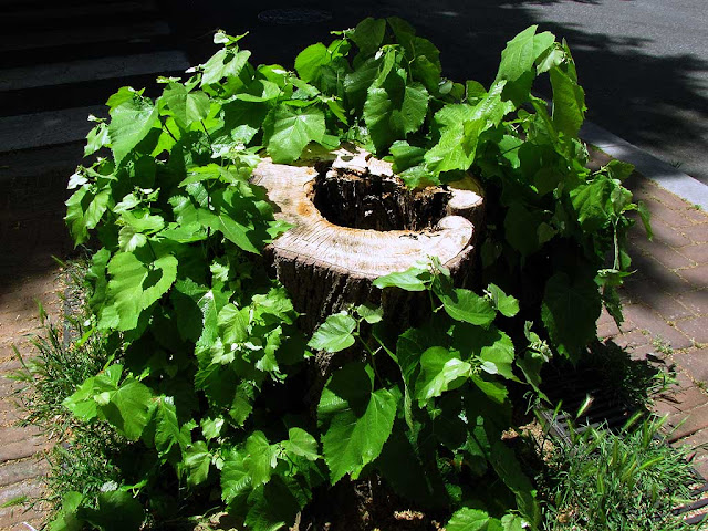 Ceppo d'albero pieno di foglie, via Vivoli, via Borsi, Livorno