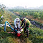 Babinsa Plososari Dampingi Petani Pompanisasi Lahan Tanaman Jagung