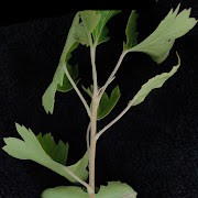 Stem and Trunk. Sources often remark on the stems being reddish brown and . (dsc ribes aureum branch rotate crop background size)