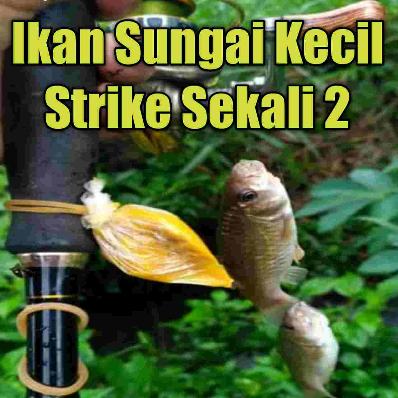 Umpan Mancing Di Sungai Kecil dan Caranya, Pasti Strike!