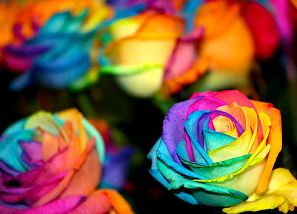 Rainbow Rose by Joshua Liberman