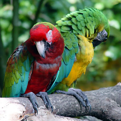 Parrots Bird Picture