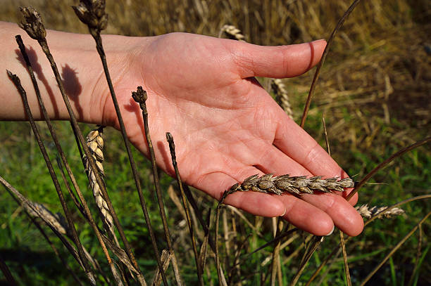 Wheat Common Diseases and Pests