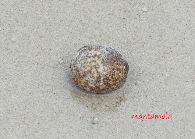 Ball sea cucumber