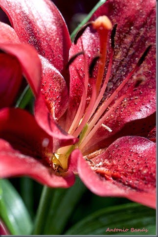 11 Lilium il gran paradiso _dsc9272x1