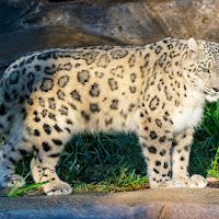 Harimau Bintang Salji Positif Covid-19 Di Zoo San Diego