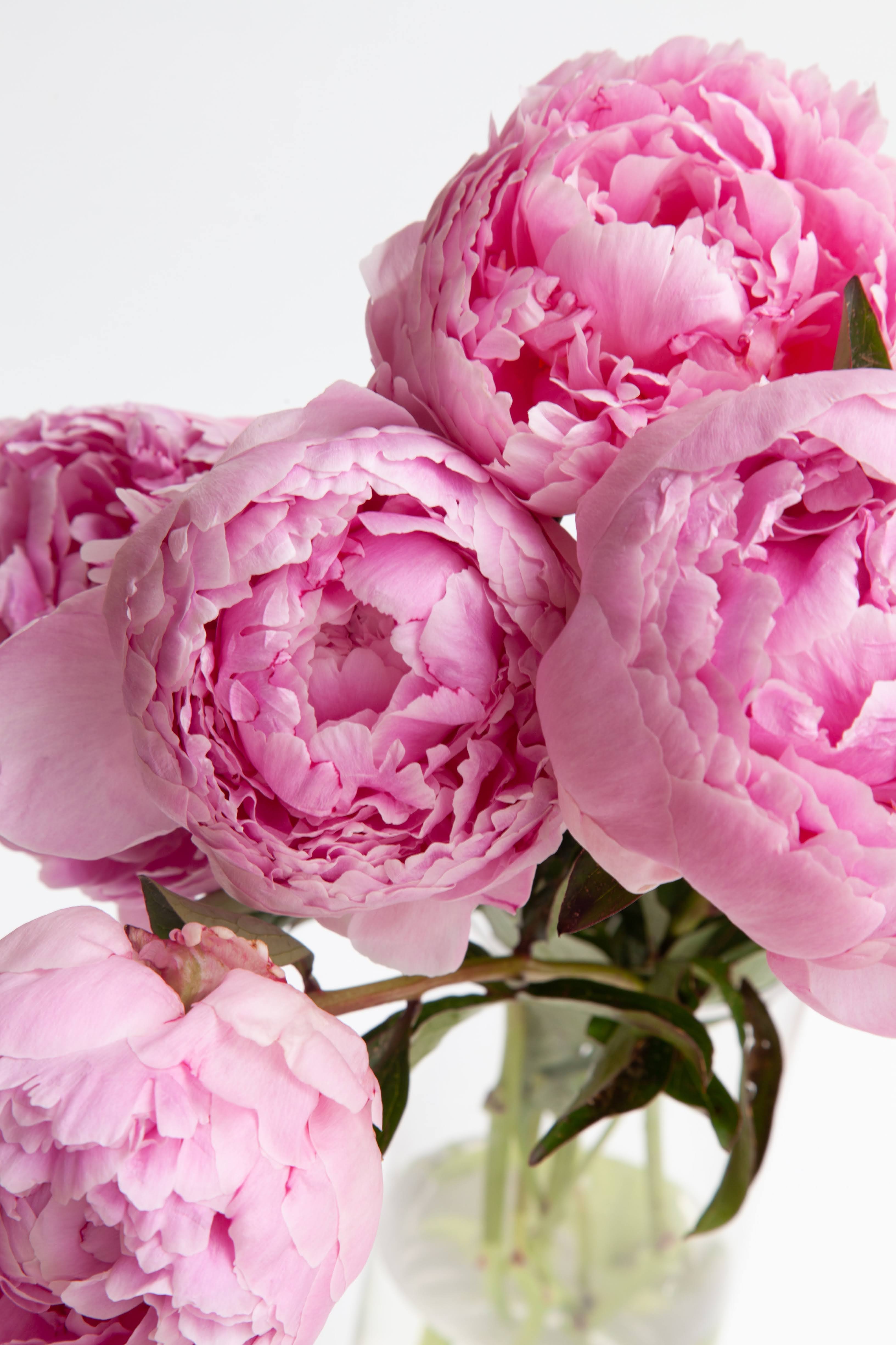 Pink Peonies in Clear Vase | Photo by Rebecca Lee Creative via Unsplash