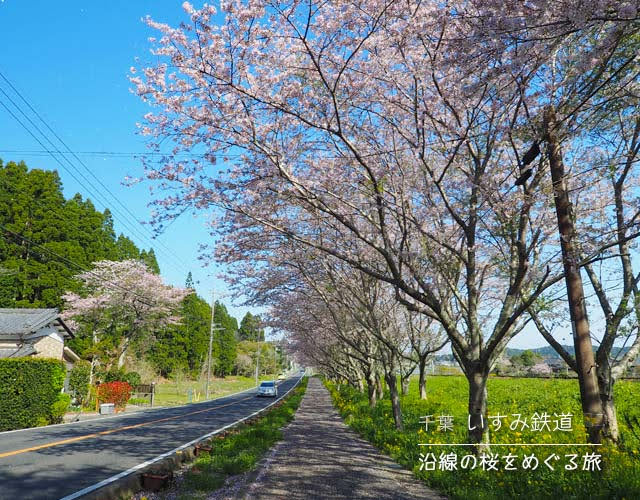 いすみ鉄道沿線の桜をめぐる旅♪