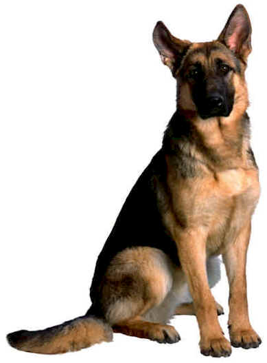 large dog breeds list. dog breeds list. large