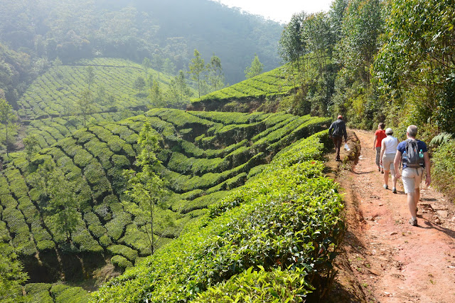 Randonnée dans les plantations de thé à Munnar