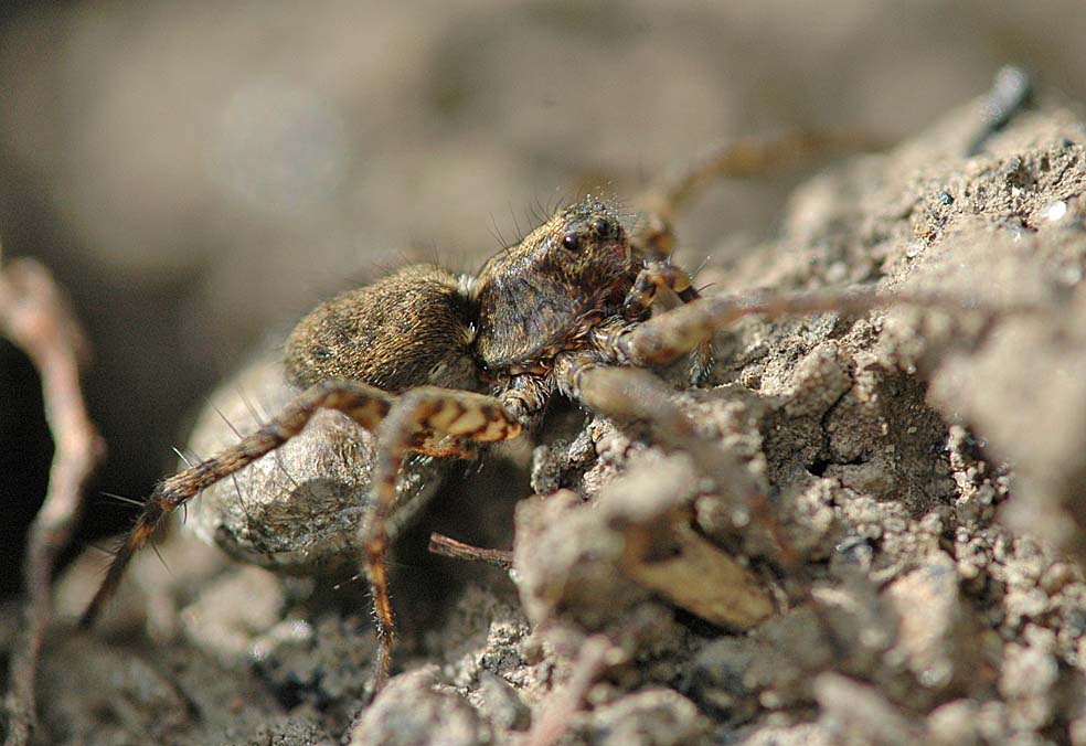 spider bite symptoms treatment. Wolf+spider+ite+symptoms