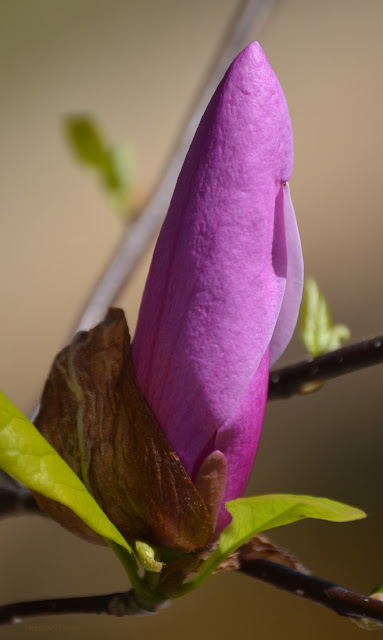 A pink bud, shaped like a long pine cone