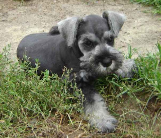 Giant Schnauze Cute Puppies