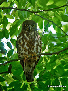 Harga burung hantu brown hawk owl