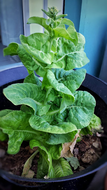 Salat auf dem Balkon