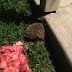 Hedgehog Visit