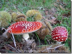 Autumn fungus