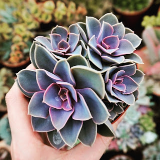 Purple echeveria Perle Von Nurnberg