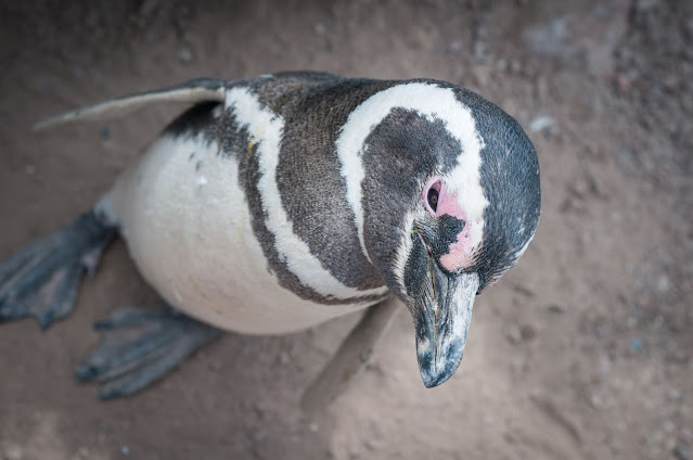 Penguin love @ Punta Tombo, Argentina