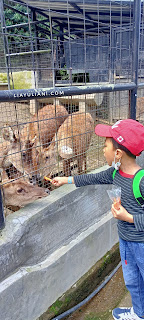 Memberi makan hewan di Lembang Zoo