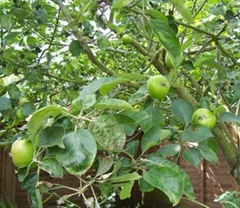Apples