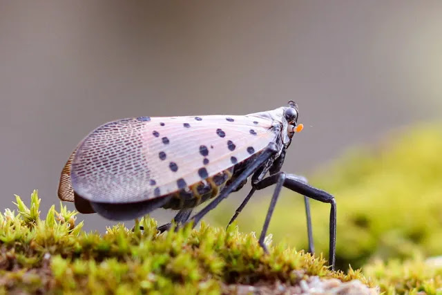 what-attracts-spotted-lanternflies-to-my-garden