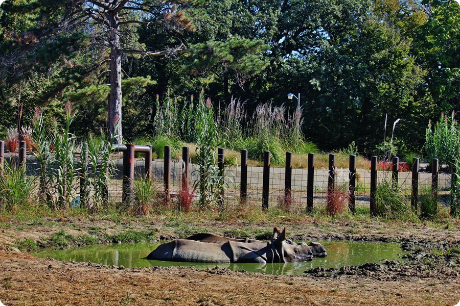 Zoo8 136