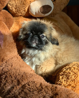 Pekinés