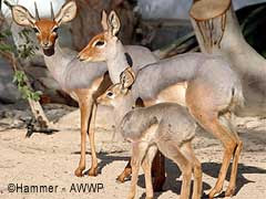 antilope beira Dorcatragus megalotis