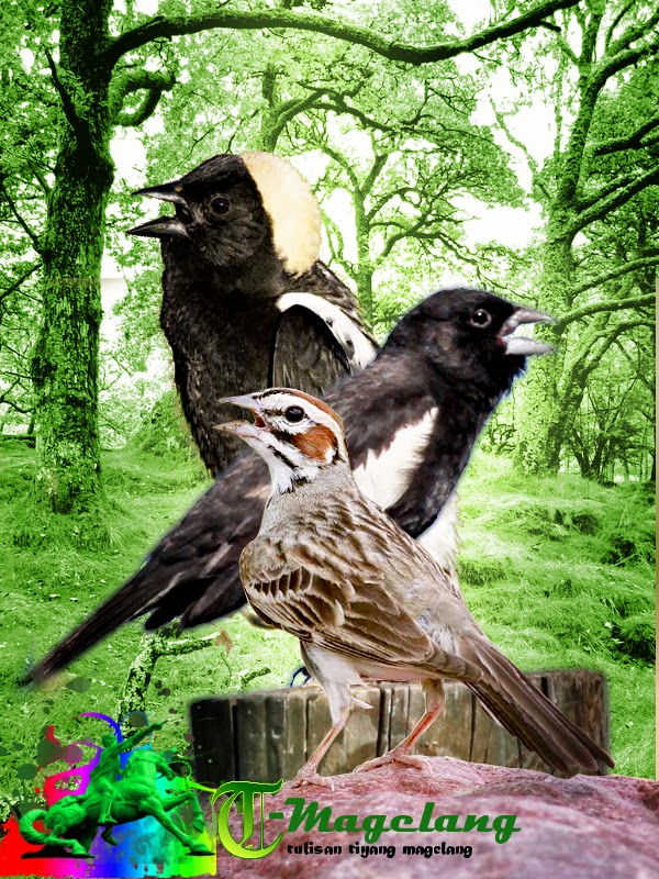 download mp3 suara burung bobolink,lark sparrow,lark bunting