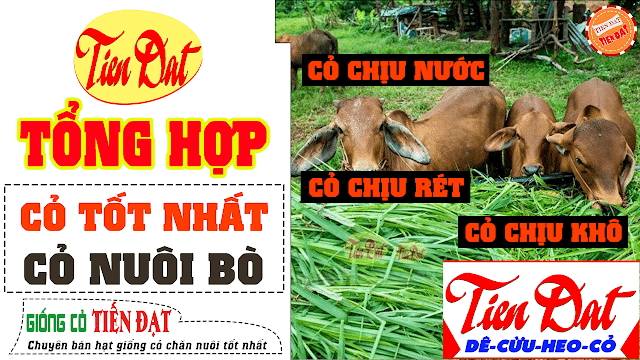 Các giống cỏ nuôi bò năng suất cao cần thiết cho một trang trại