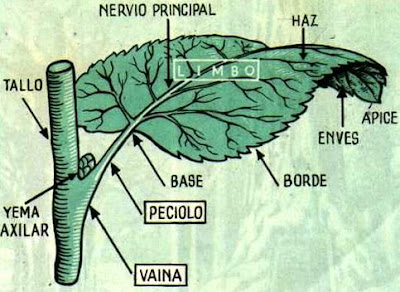 Ilustración de una hoja indicando sus partes