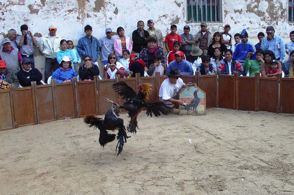 BREVE HISTORIA DE LA "CHUSCA", JUGADA Y PELEA DE GALLOS EN CORONGO