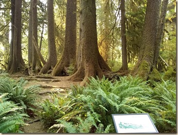 8-22 Hoh Rain Forest 7 (2)