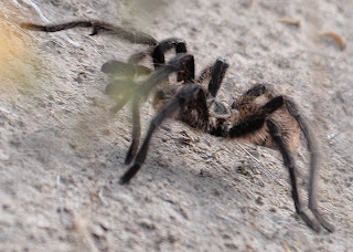  tarantula en Patagonia