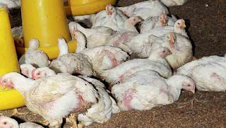 Harga Realisasi Ayam Broiler Indonesia