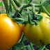 Cara Menghilangkan Jerawat dengan Tomat