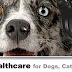 Dog Vomiting Gallstones