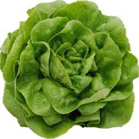 lechuga trocadero / cohoca.com