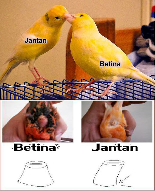 8 Perbedaan Burung Kenari Jantan & Betina