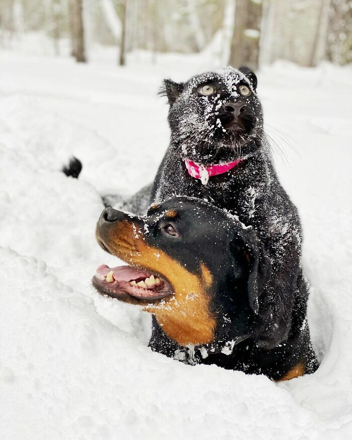 dog rottweiler dog