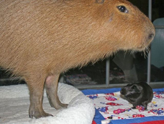 This An Unusual Pet of an Unusual Size | Pet Capybara