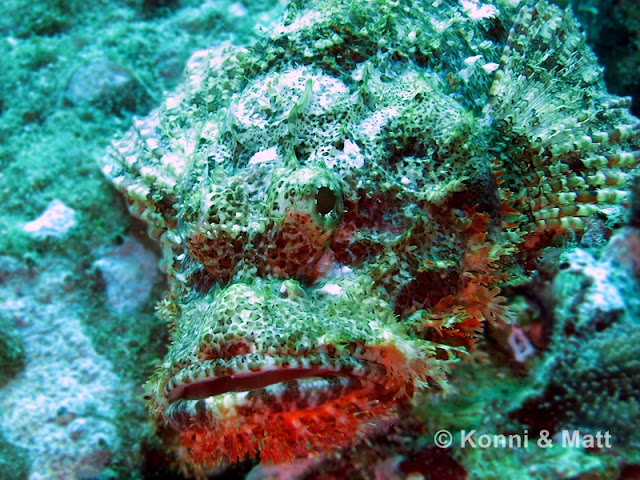 Scorpionfish, Koh Lipe, Straits of Malacca, Thailand