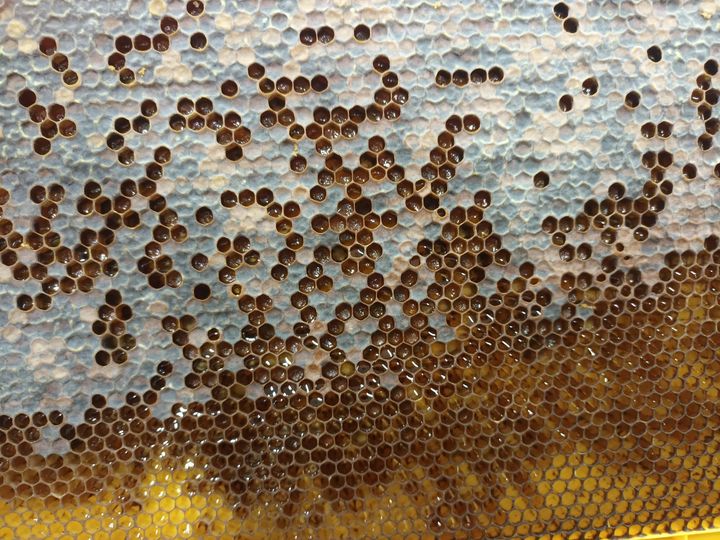 comb-honey-pollen